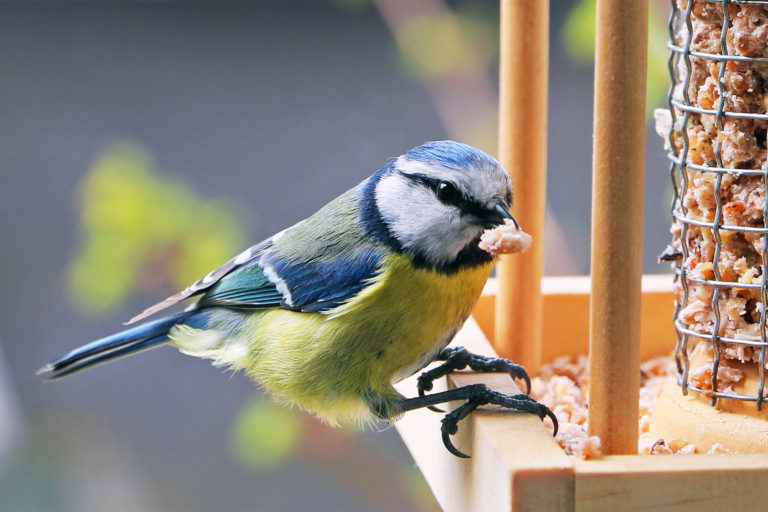 Blaumeise am Vogelhaus