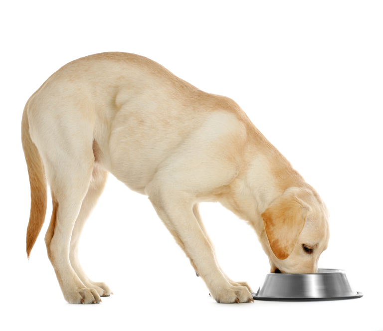 Fütterungsempfehlung labrador
