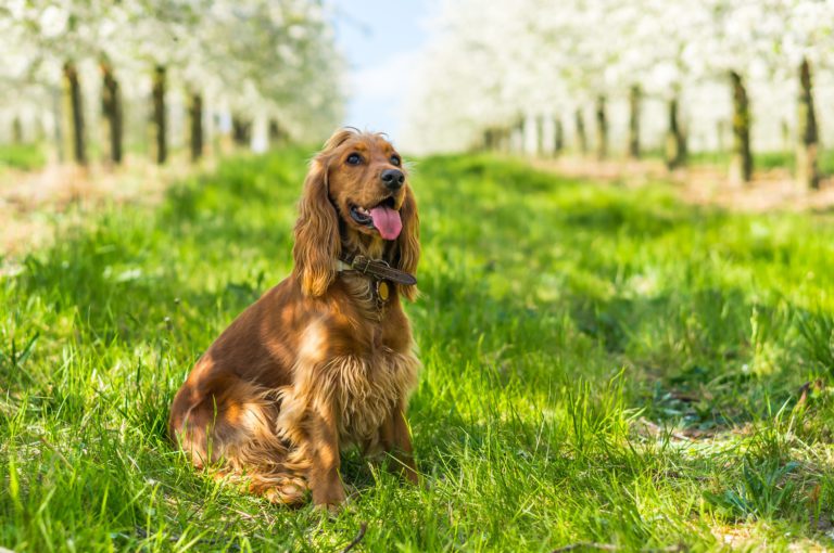 English Cocker Spaniel Natur