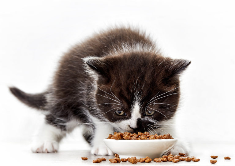 Katzenbaby Kitten Ernährung Ab Wann Und Welches Futter