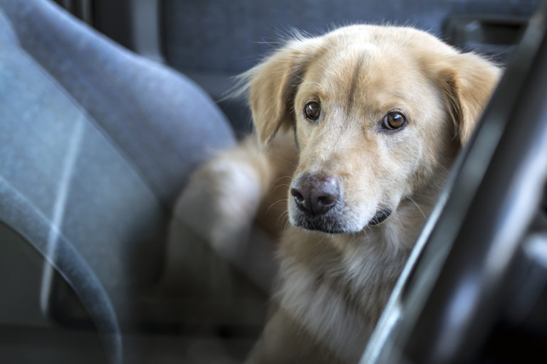 hund im auto sichern