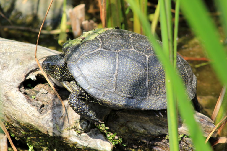 Europische Sumpfschildkröte Europische Sumpfschildkröte