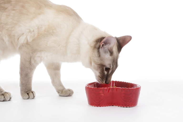 futter für kastrierte katzen