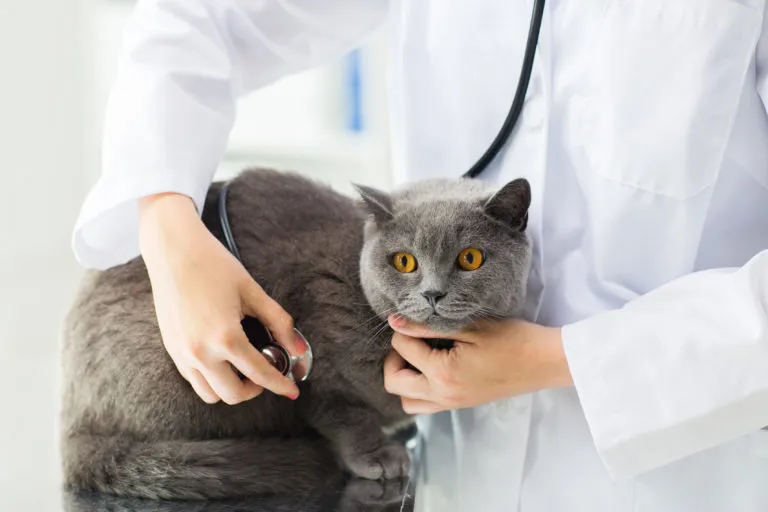 verdauungsprobleme bei katzen