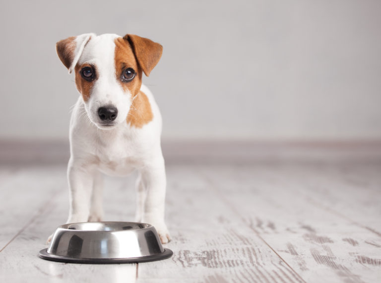 Den richtigen Hundefressnapf wählen