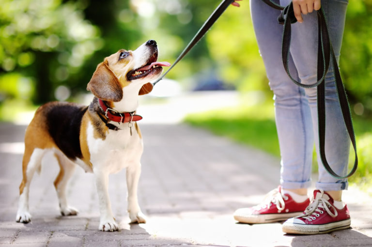 trainieren Sie erwachsene Hunde