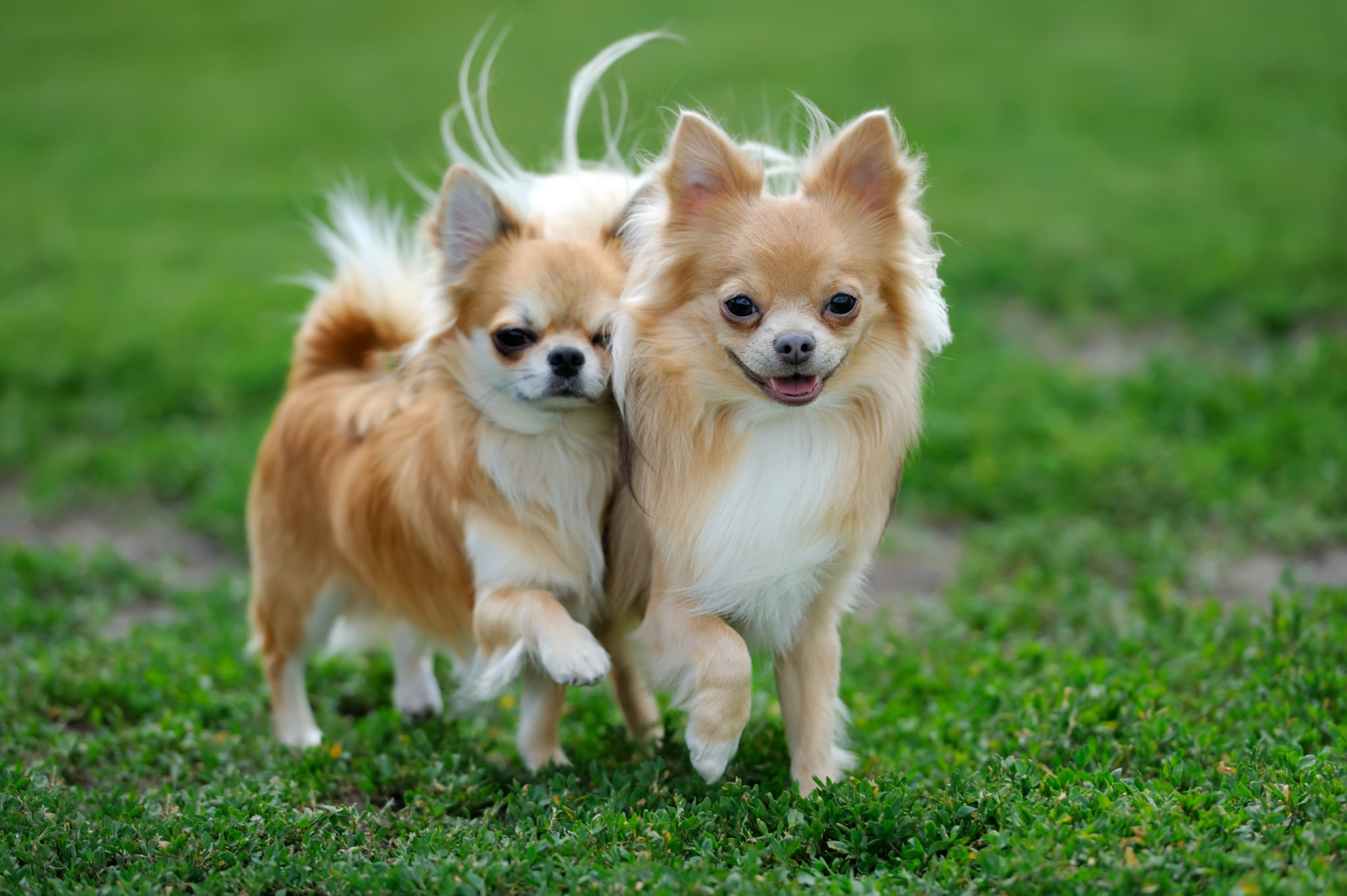Chihuahua Charakter, Haltung & Pflege | zooplus