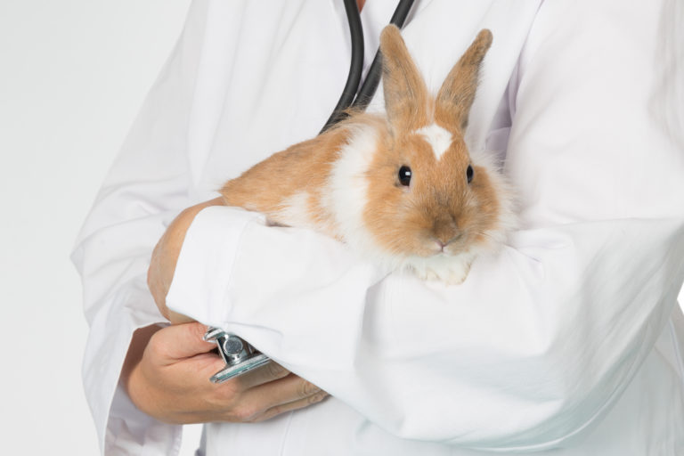 Vaccination av kaniner