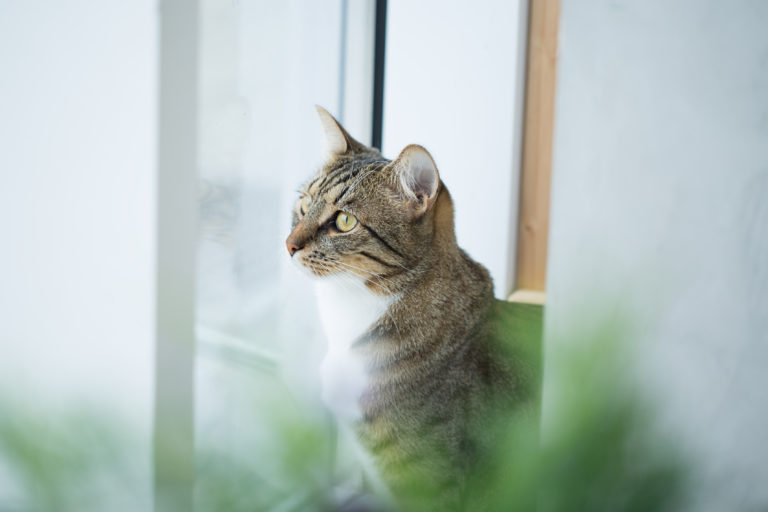 Katze sitz am Fenster