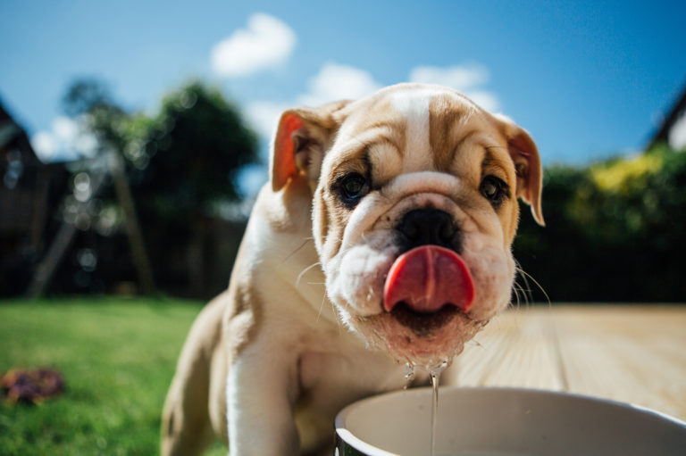 Hund trinkt Wasser im Sommer Hitzschlag beim Hund sommer