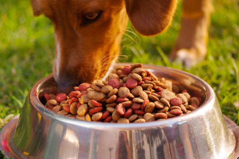 bio hundefutter