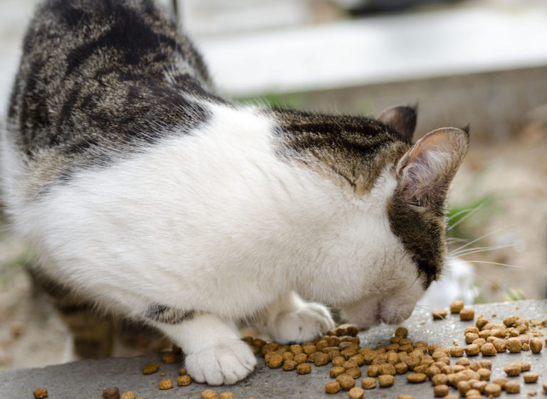 Futter für Freigängerkatzen Futter für Freigängerkatzen