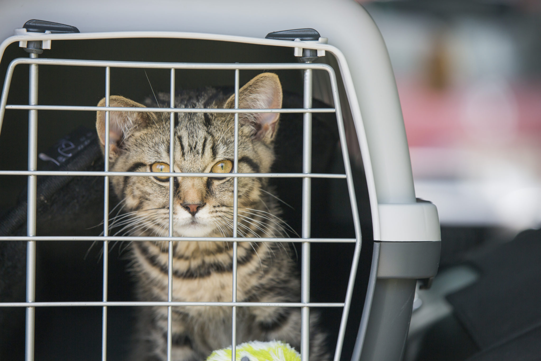 Katzen Im Auto Anschnallen