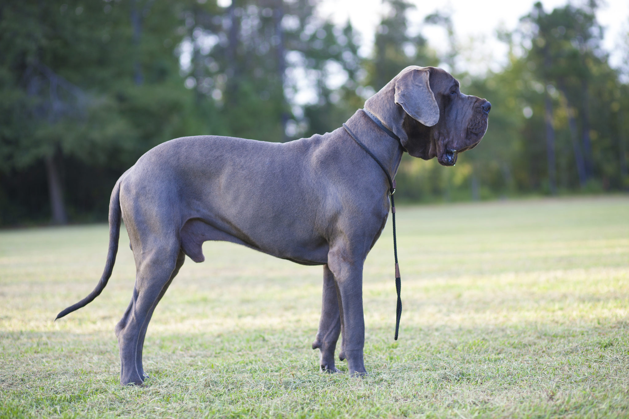 Deutsche Dogge Charakter, Haltung & Pflege Rassebeschreibung