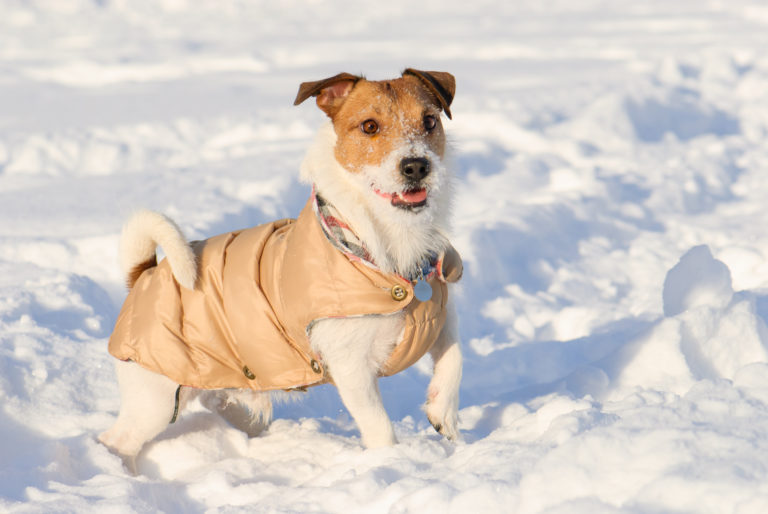 Hundebekleidung