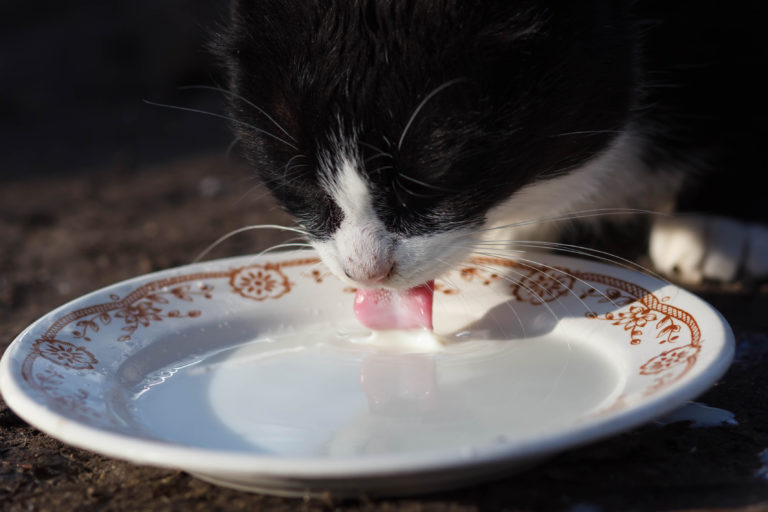 Kleine Katze Trinkt Nicht