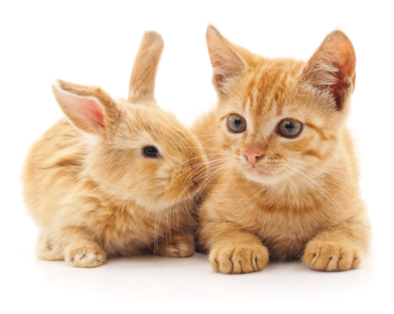 Hund Und Katze Gemeinsam Halten Das Gilt Es Zu Beachten