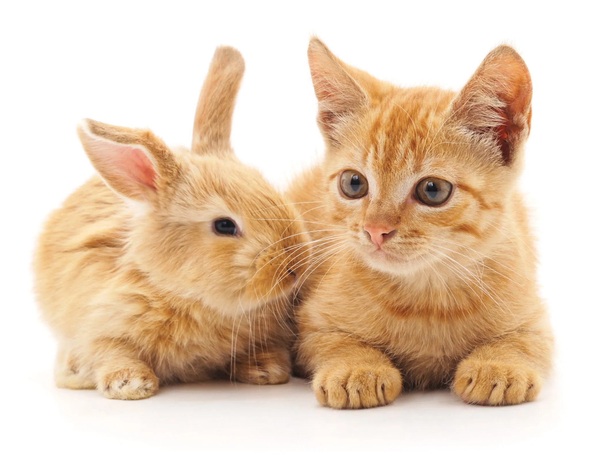 trockenfutter katzenfutter Cats Nature Sensitive Huhn Trockenfutter | mera
