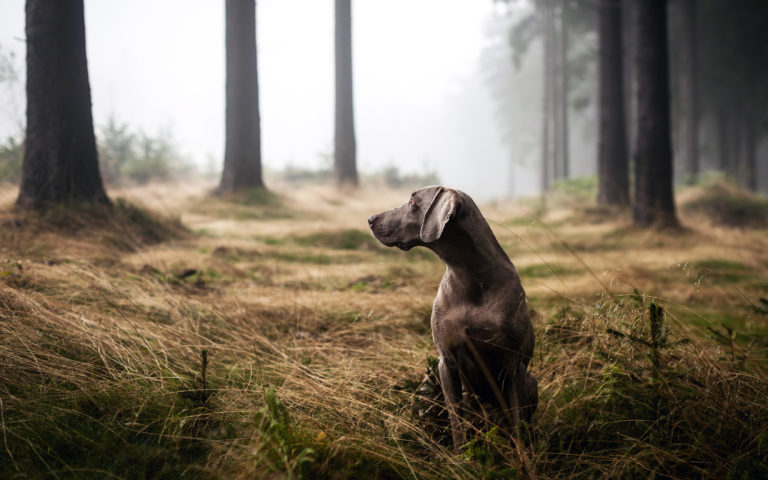 Das Jagdverhalten beim Hund Das sollten Sie wissen zooplus