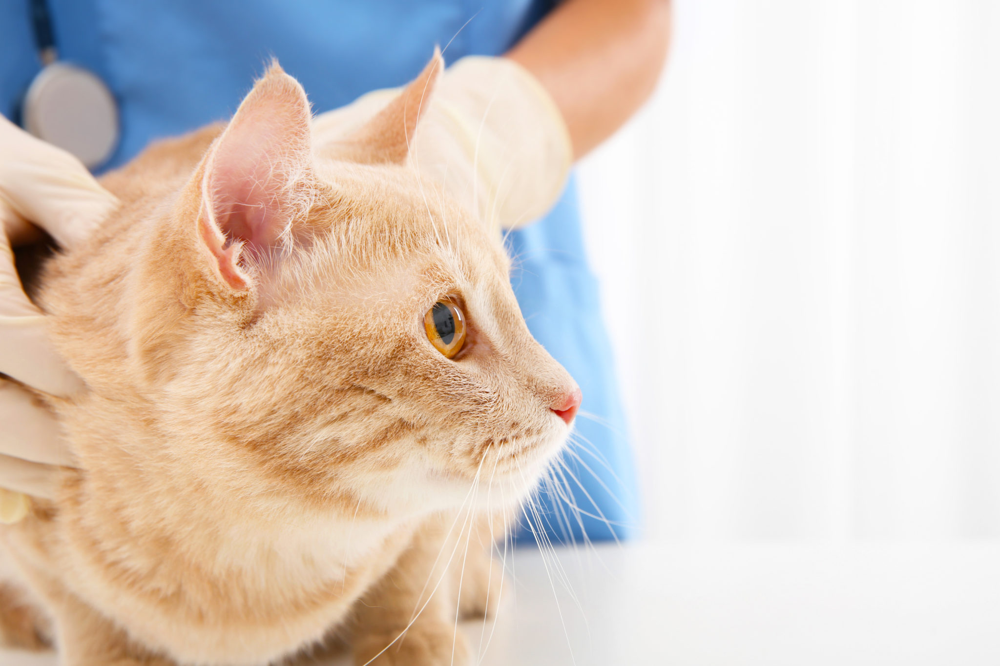 Katze Hat Kein Gleichgewicht Mehr