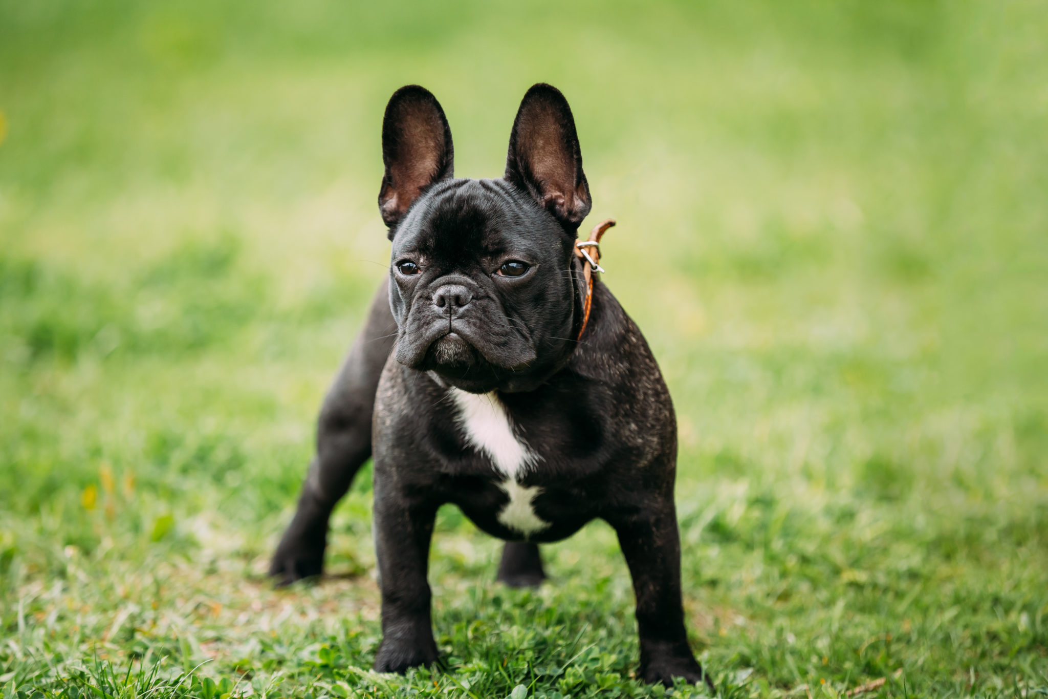 was wiegt eine ausgewachsene franzosische bulldogge