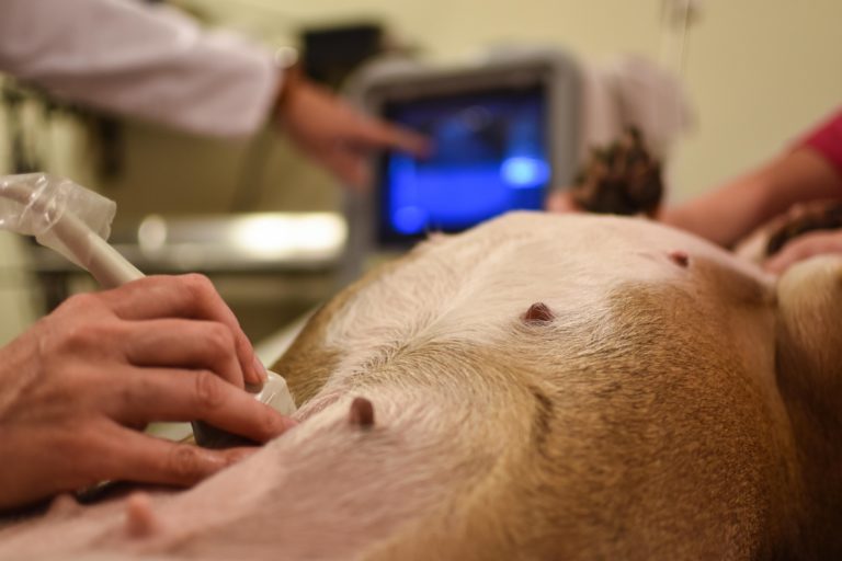 tierarzt hündin untersuchung la gravidanza nel cane