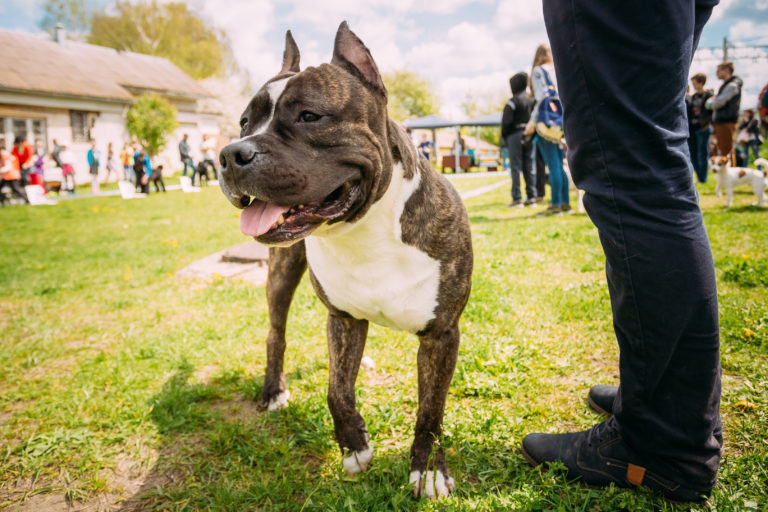 Dog American Staffordshire Terrier hundeschule