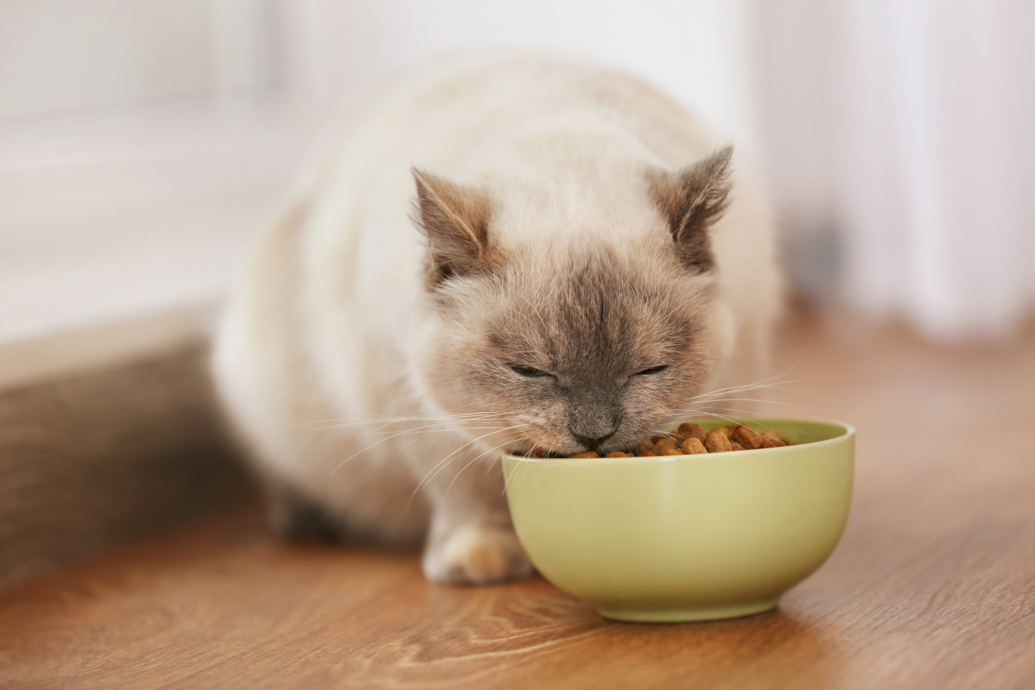 Das Richtige Futter Für Wohnungskatzen Zooplus Katzenmagazin