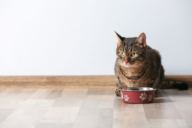 Futter für Katze mit Futtermittelallergie