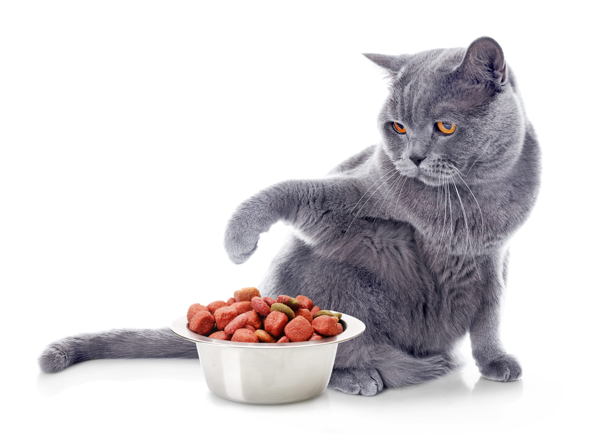 Futterumstellung bei Katzen - Fotolia 133780297