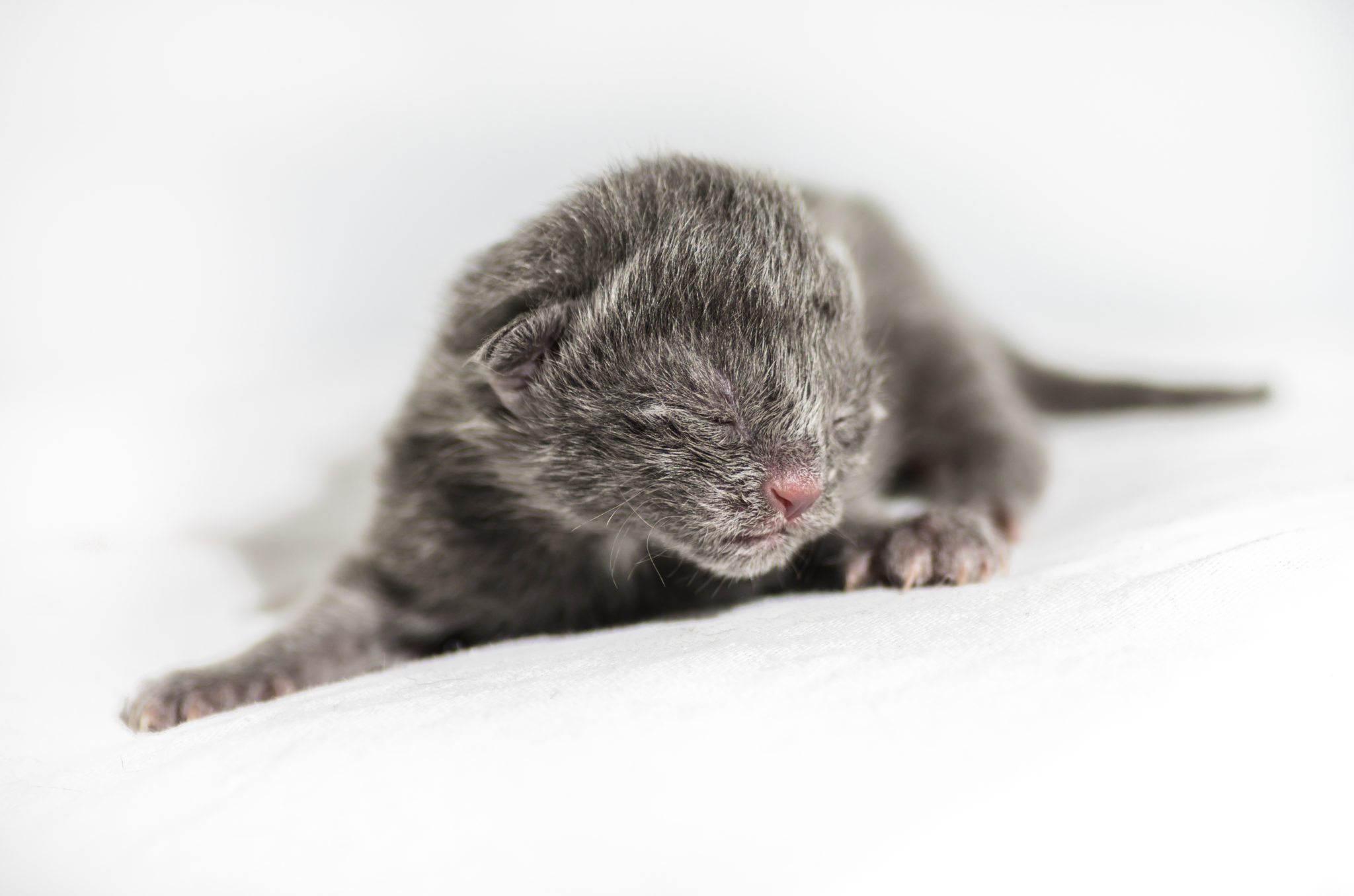 Vorsorge Fur Kitten Impfung Und Kastration Zooplus Katzenmagazin