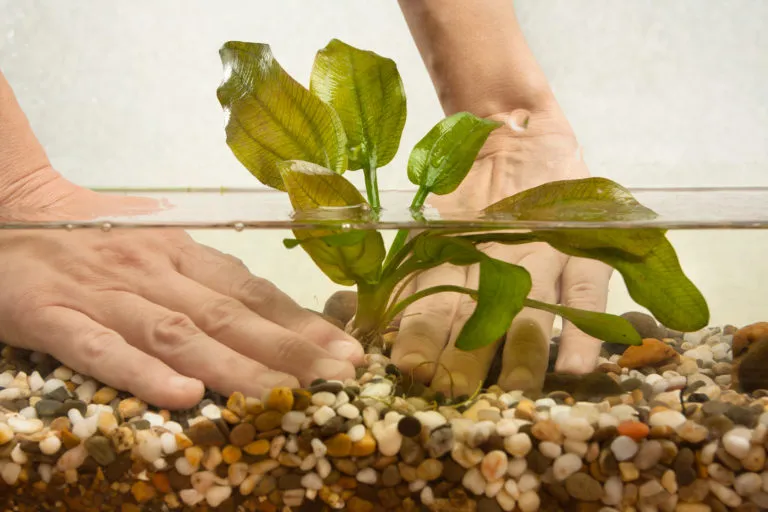 planzen im aquarium was ist zu beachten planzen im aquarium was ist zu beachten