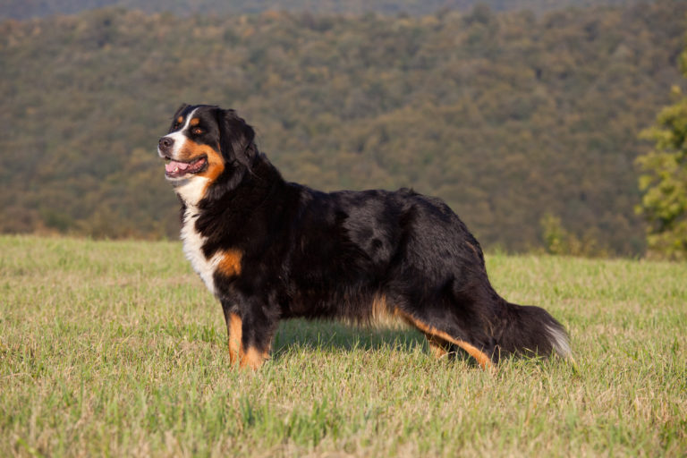 Berner Sennenhund