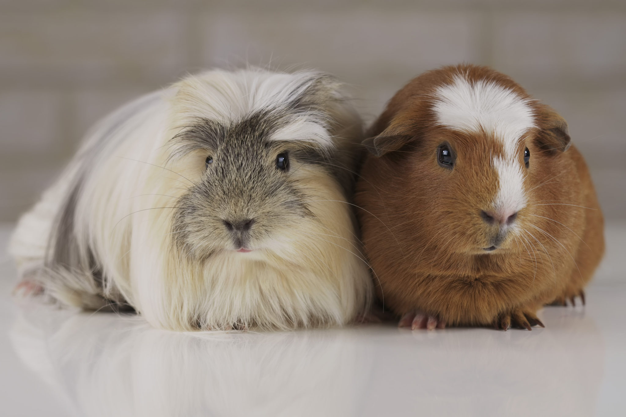 Meerschweinchen Rassen Charakter Haltung Pflege Zooplus