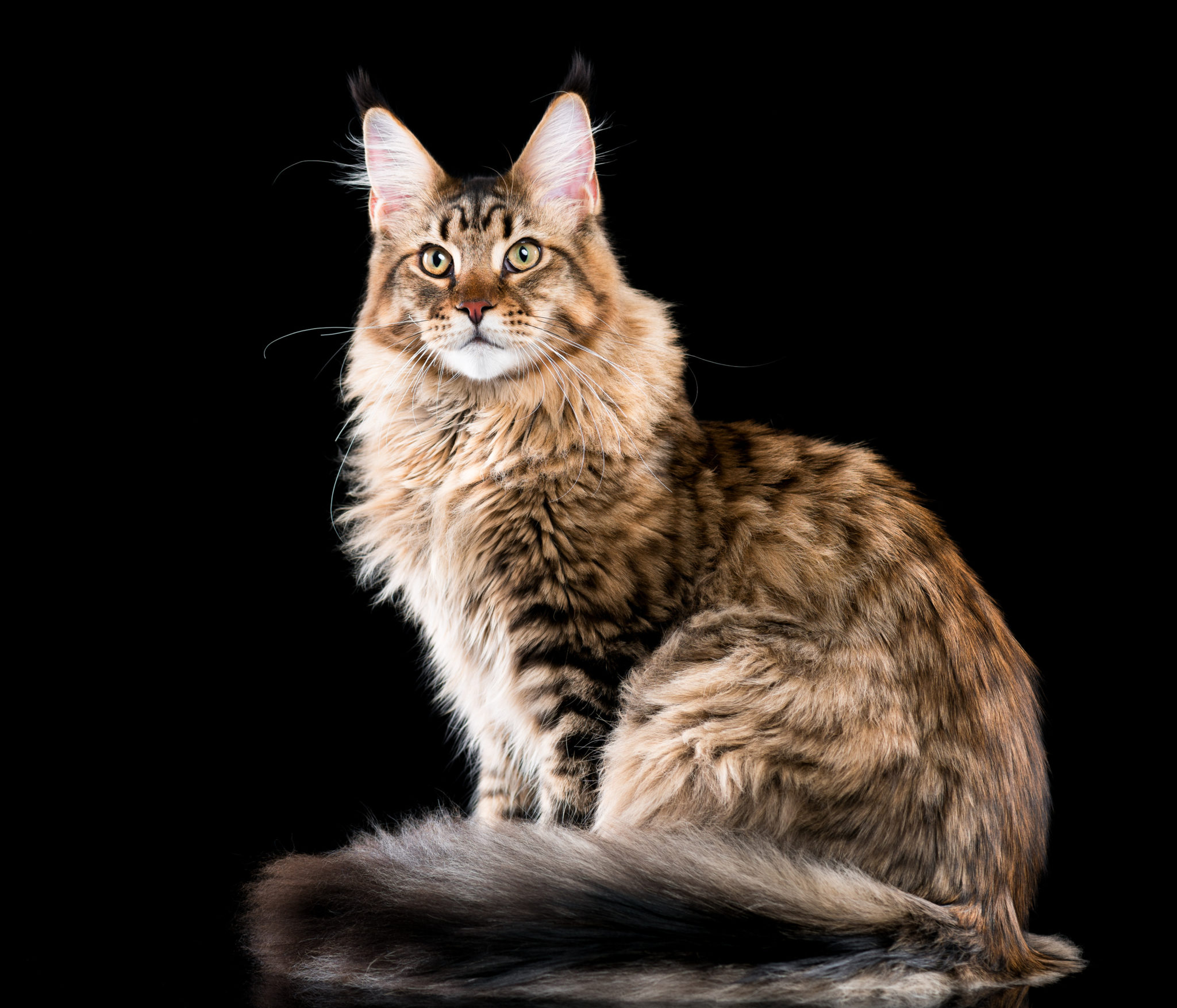 Angora Maine Coon Cat