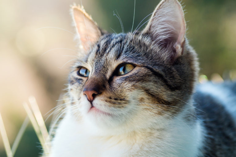 katzengehör ohren einer katze