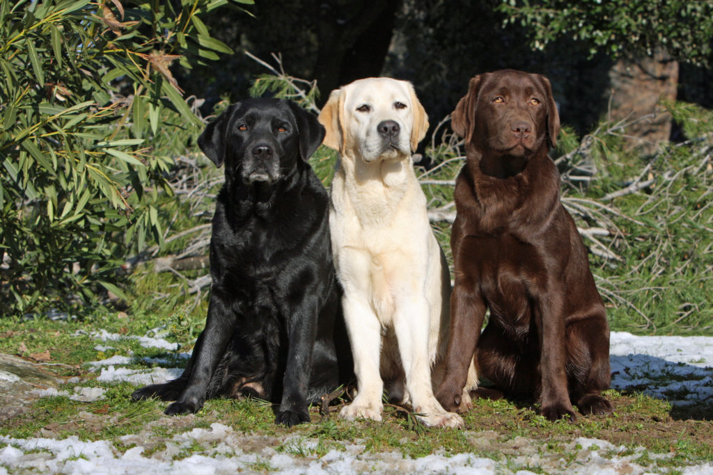 Labrador Retriever Charakter, Haltung & Pflege Labrador Retriever Charakter, Haltung & Pflege