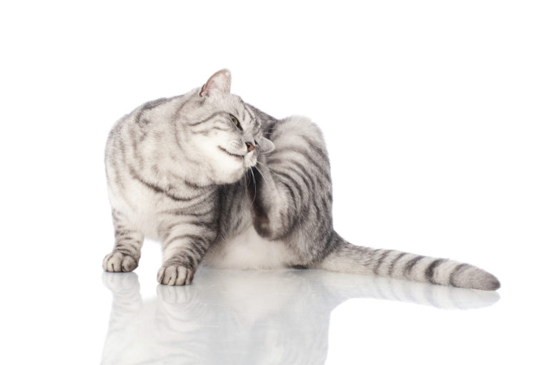 Katzenkrankheiten fell - Die hochwertigsten Katzenkrankheiten fell analysiert!