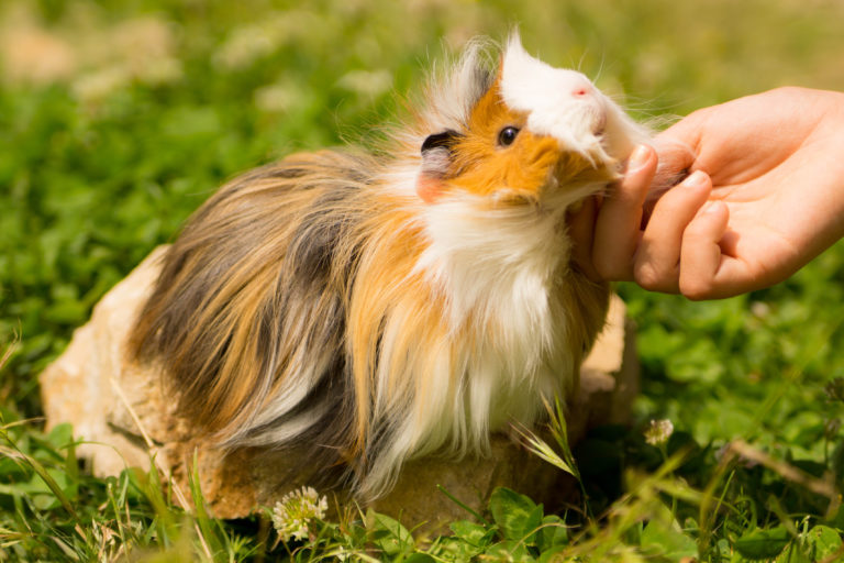 hat streichelt meerschweinchen in wiese