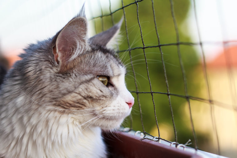 Katze sieht durch ein Katzennetz