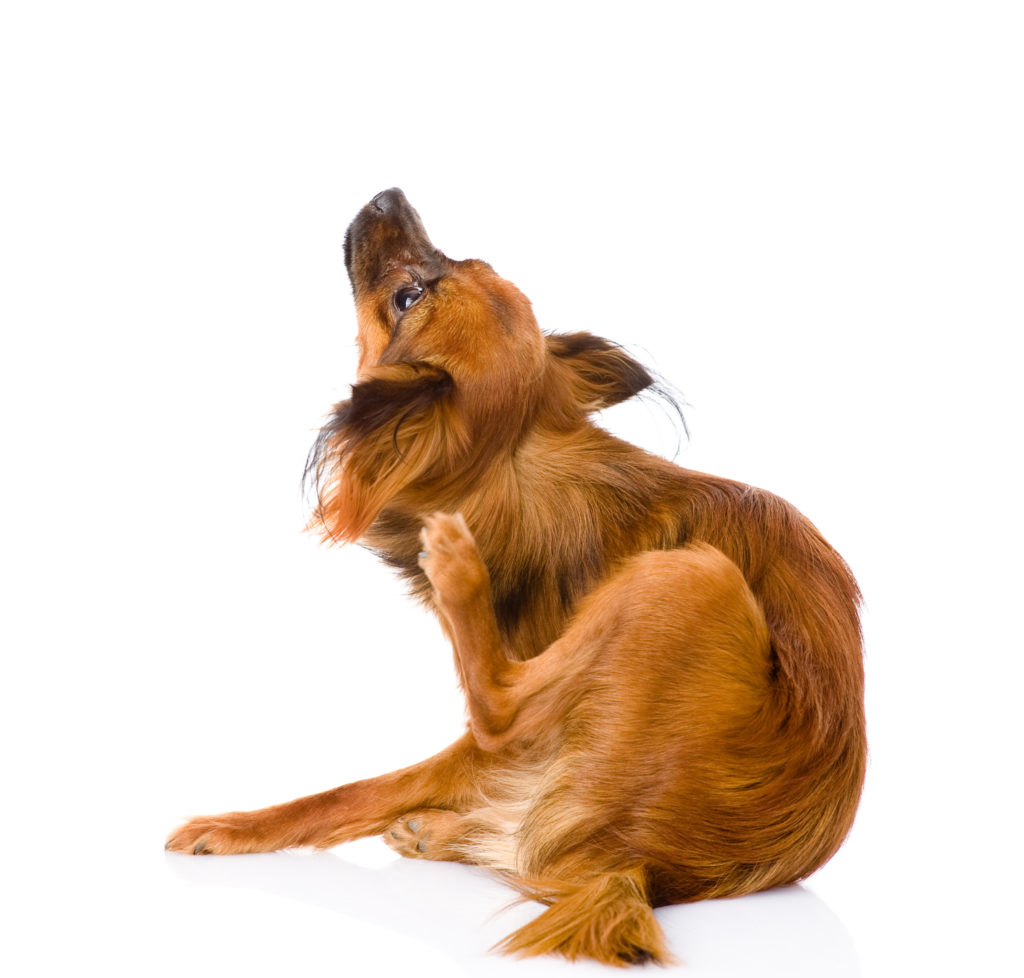Hautpilz beim Hund Symptome & Behandlung zooplus