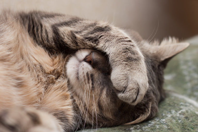 Katze mit Katzenschnupfen