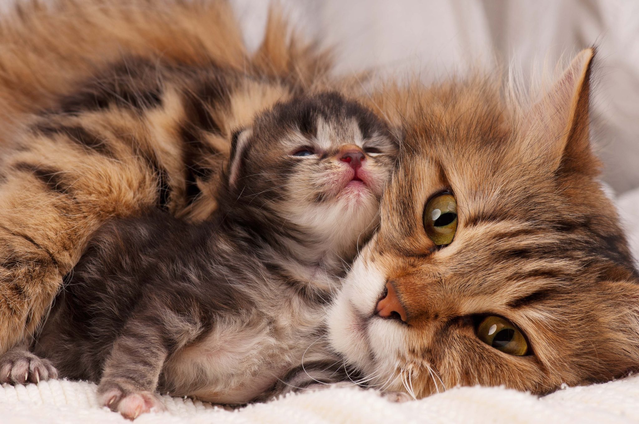 Neugeborene Katzen Was Beachten