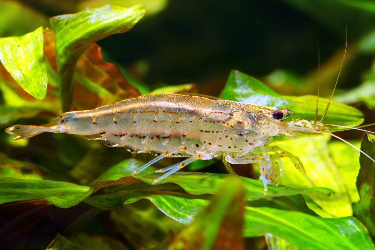 Amanogarnelen (Caridina japonica)