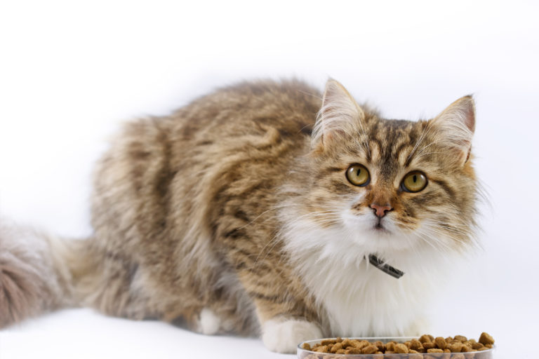 katzen mit diabetes