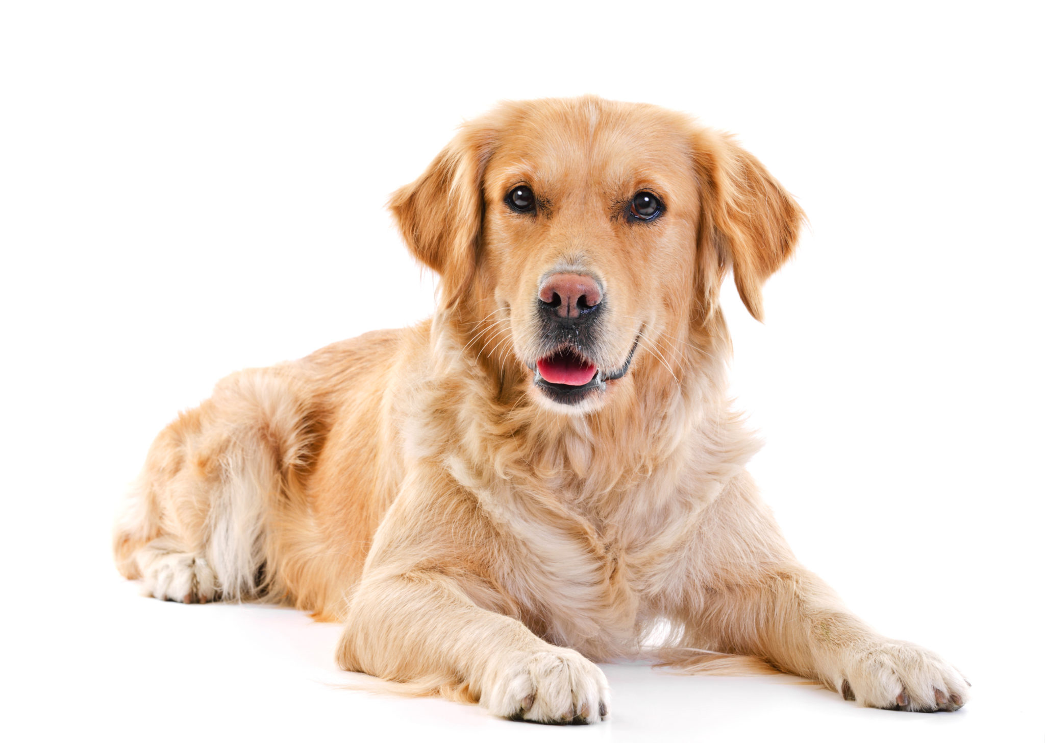 Golden Retriever: Charakter, Größe, Eigenschaften - Fotolia 66749097