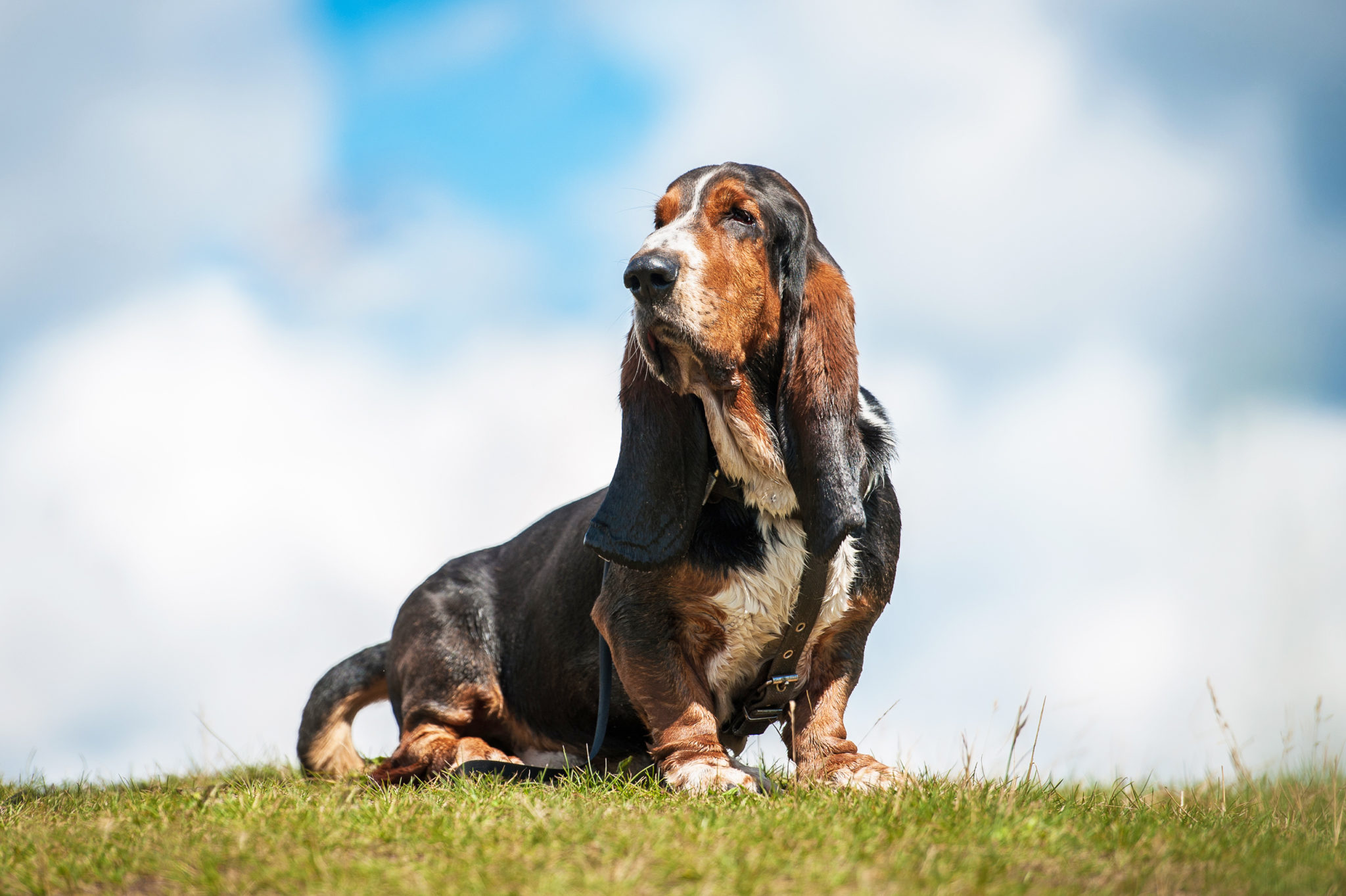 Basset Hound Erziehung & Pflege | zooplus