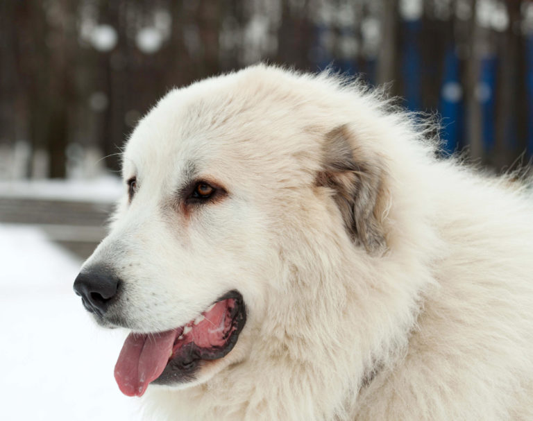 pyrenäen mastiff hund