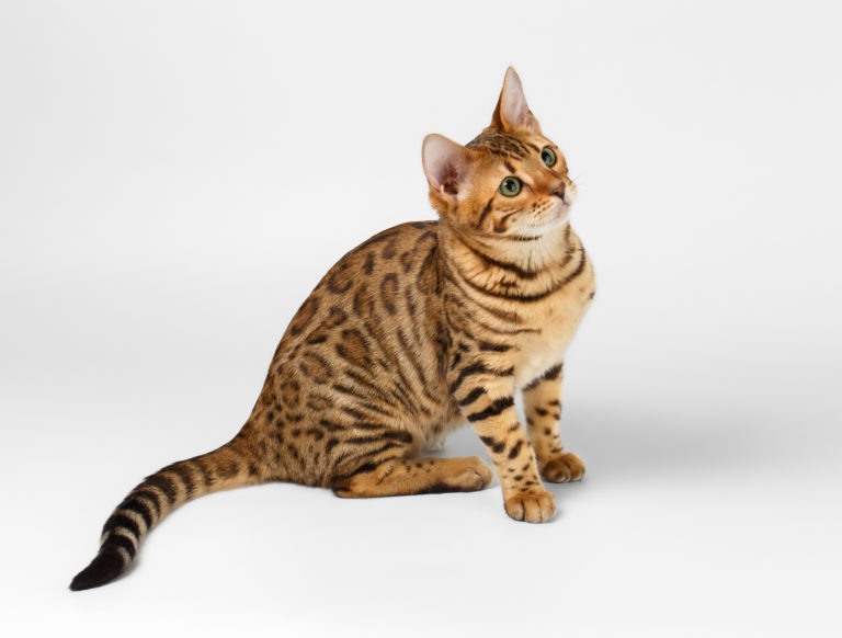 Bengal Katze