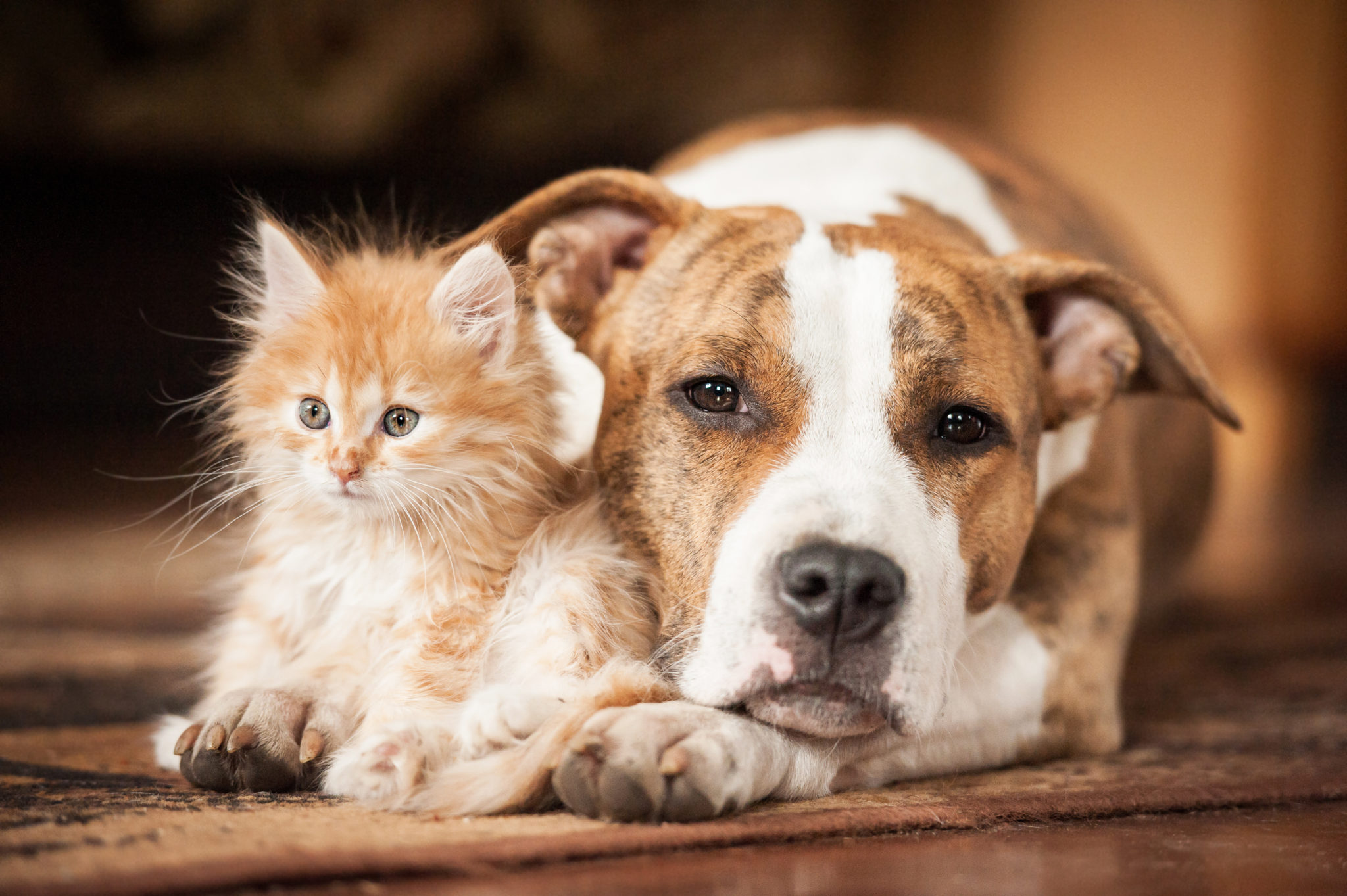 Katze Zu Hund Dazu